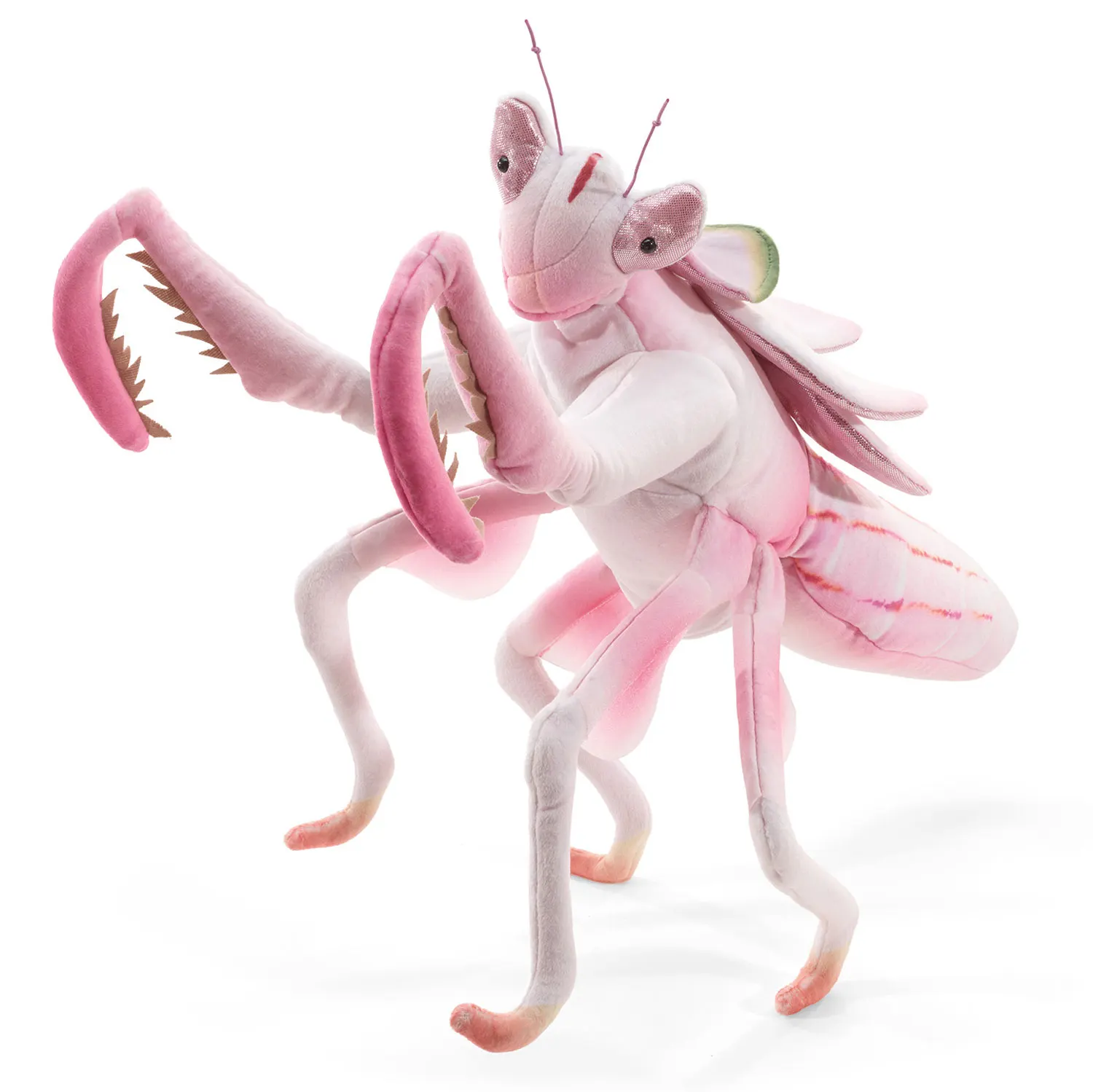 Gottesanbeterin / Orchid Mantis Gottesanbeterin / Orchid Mantis