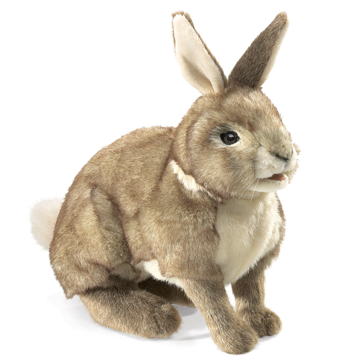 Baumwollschwanz-Kaninchen / Rabbit, Cottontail