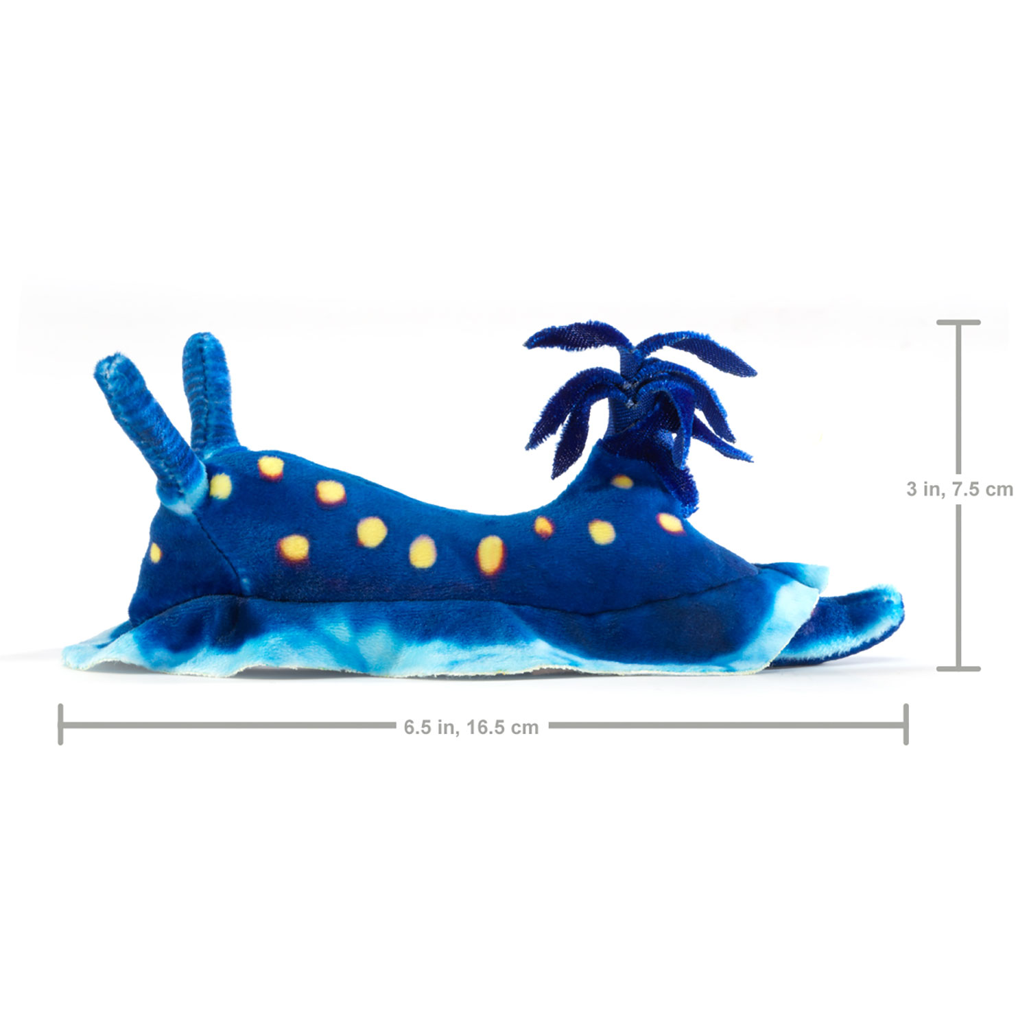 Mini Blue Nudibranch / Mini Ozeanschnecke