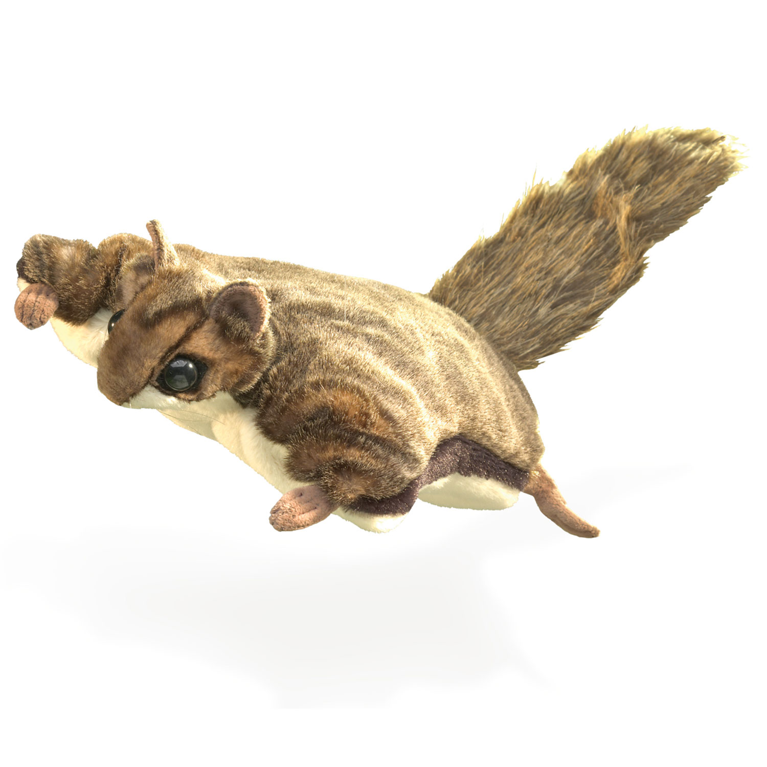 Flughörnchen / Flying Squirrel