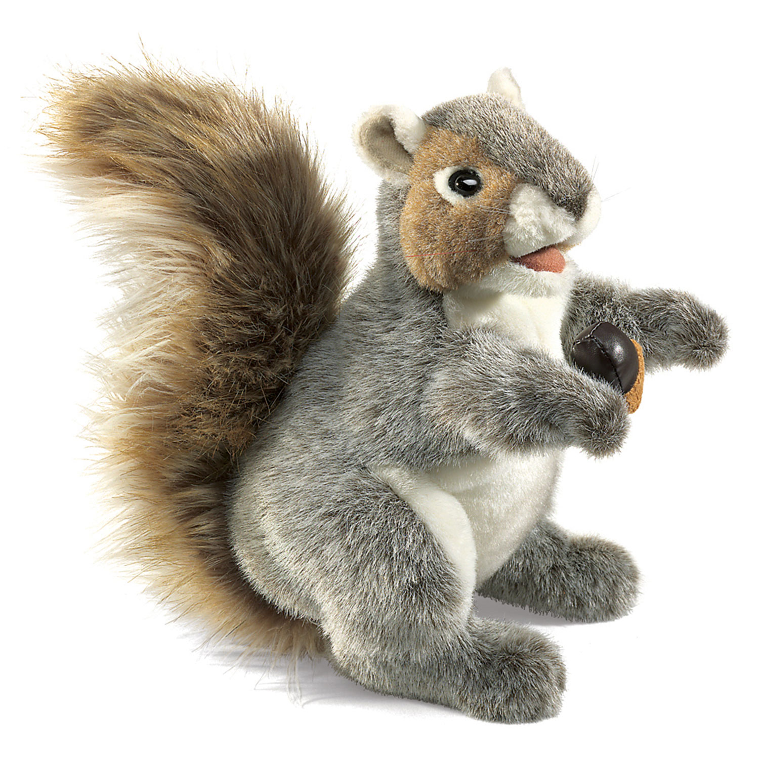 Graues Eichhörnchen / Grey Squirrel