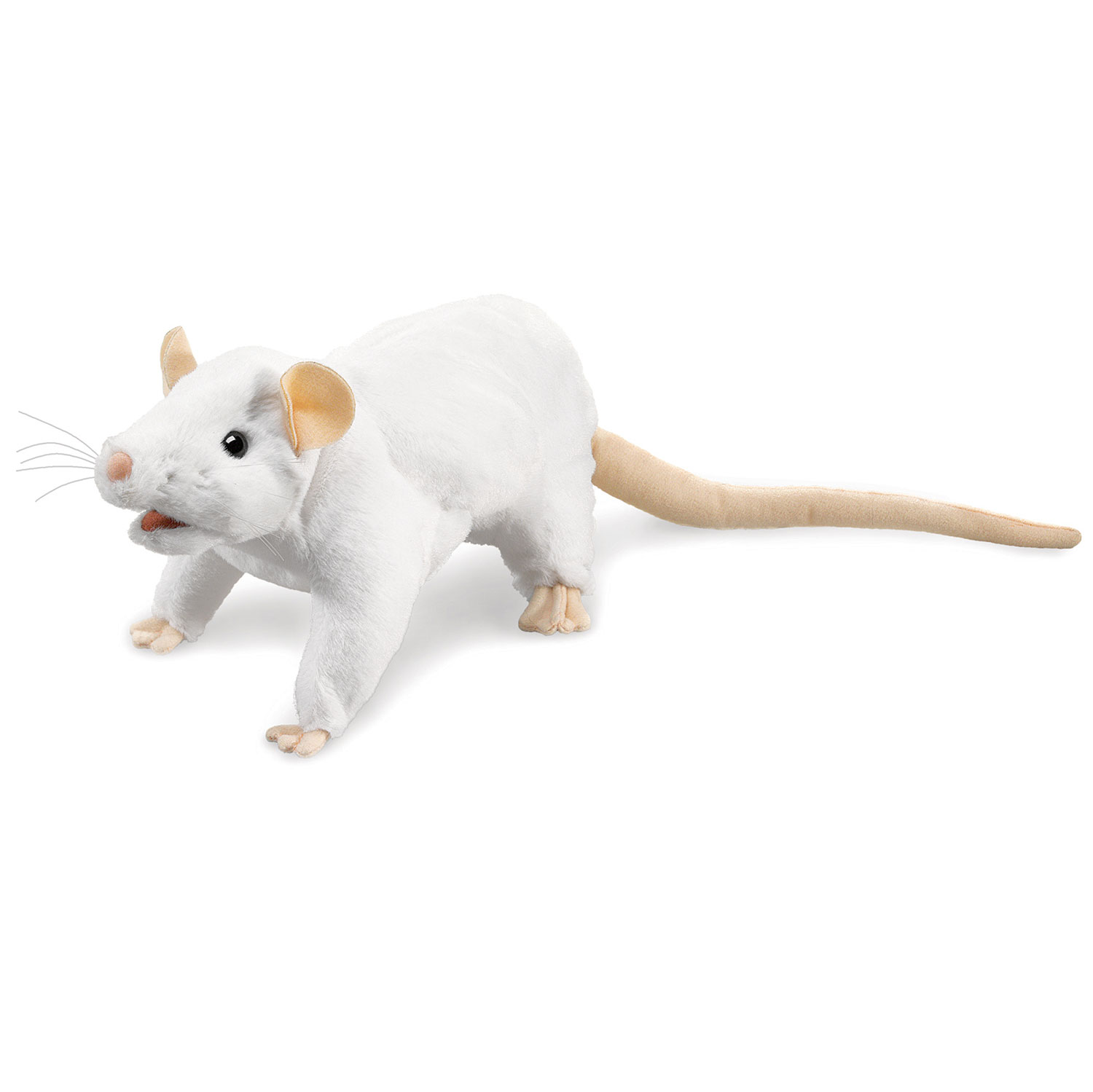 Weiße Ratte / White Rat
