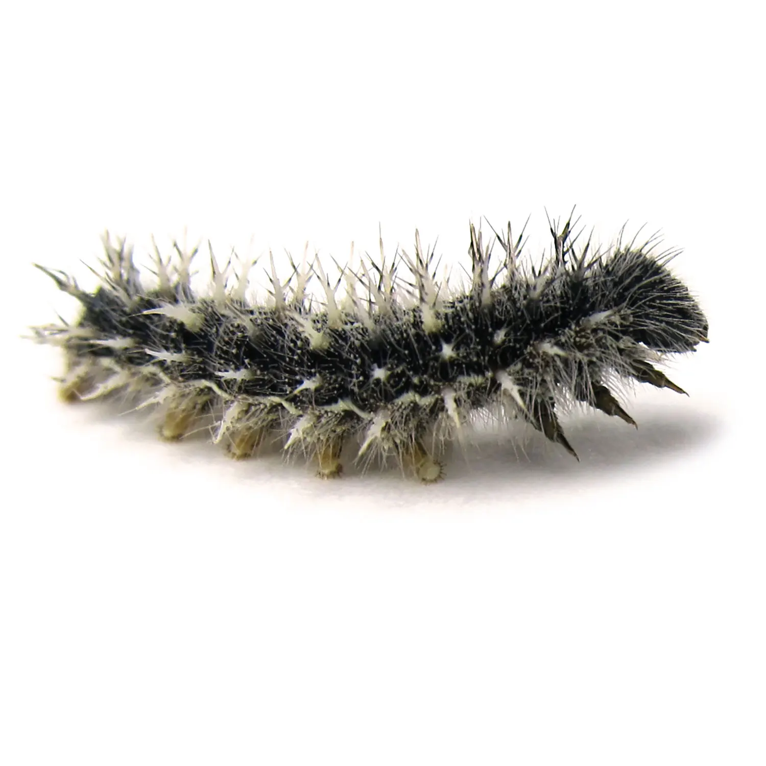 Geschenkset Nachbestellung Schmetterlings-Raupen, 5 Stk. Geschenkset Nachbestellung Schmetterlings-Raupen, 5 Stk.-Hagemann