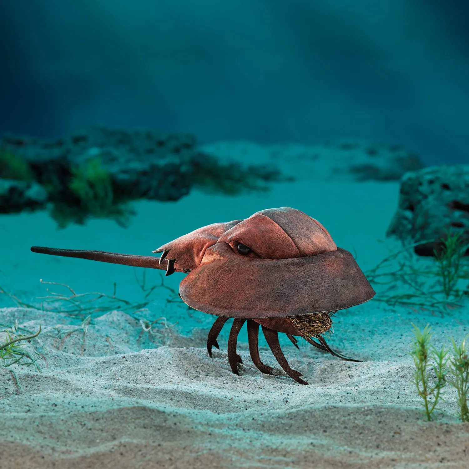 Horseshoe Crab / Pfeilschwanzkrebs-Folkmanis® Puppets
