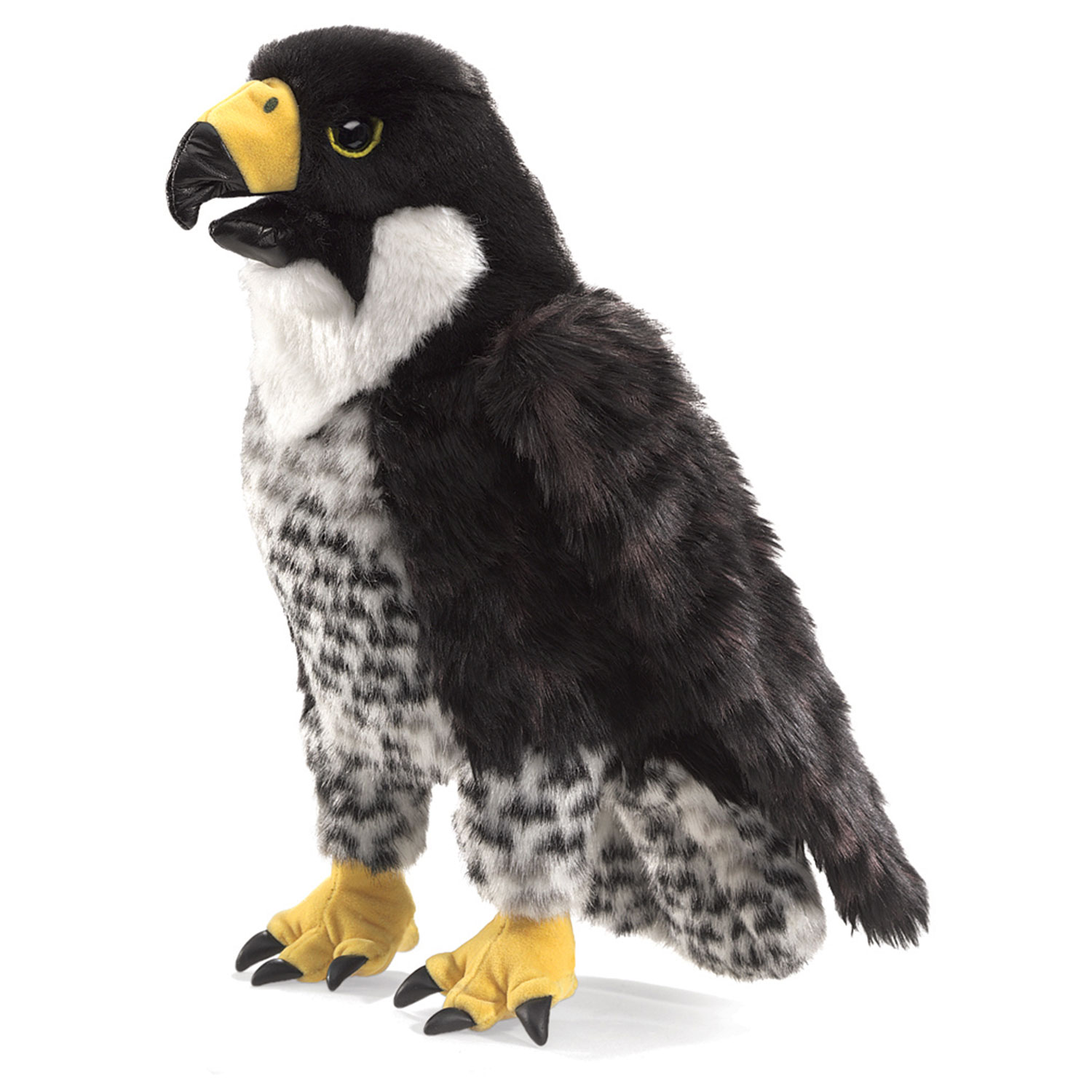 Wanderfalke / Peregrine Falcon