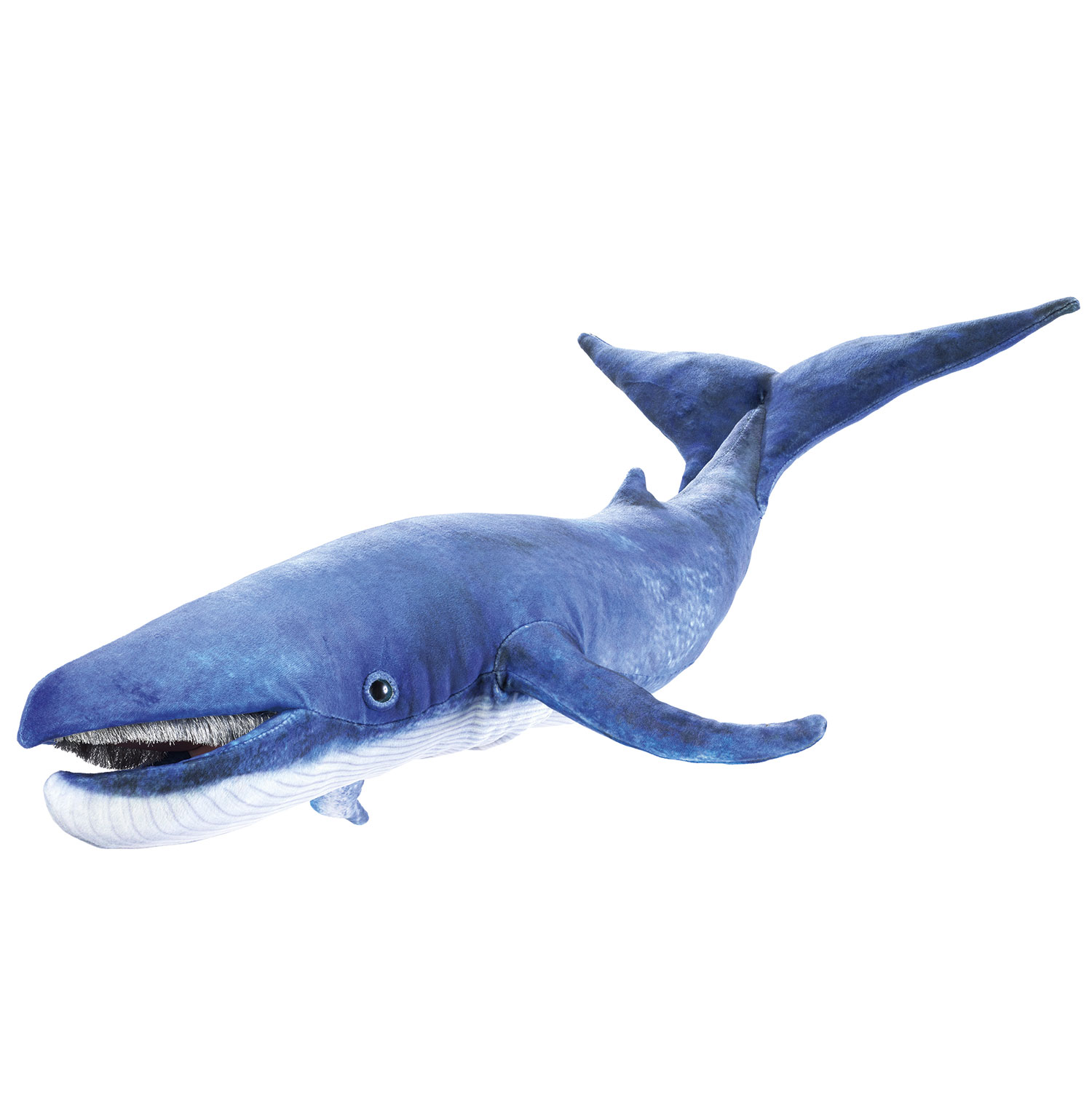 Blauwal / Blue whale